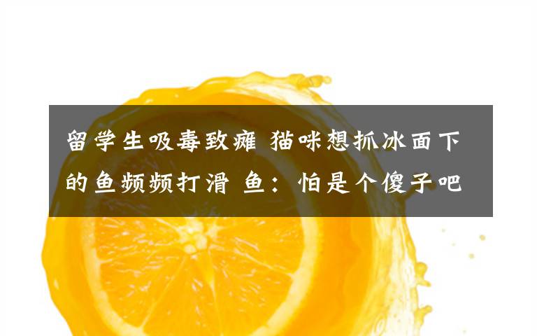 留学生吸毒致瘫 猫咪想抓冰面下的鱼频频打滑 鱼:怕是个傻子吧