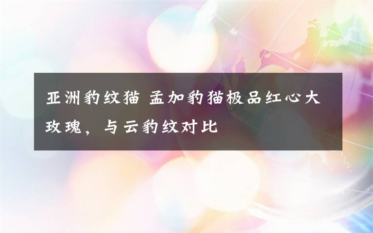 亚洲豹纹猫 孟加豹猫极品红心大玫瑰,与云豹纹对比