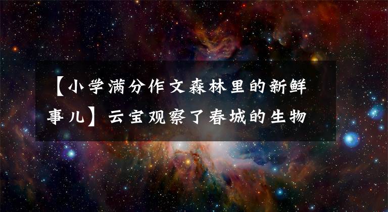 【小学满分作文森林里的新鲜事儿】云宝观察了春城的生物多样性