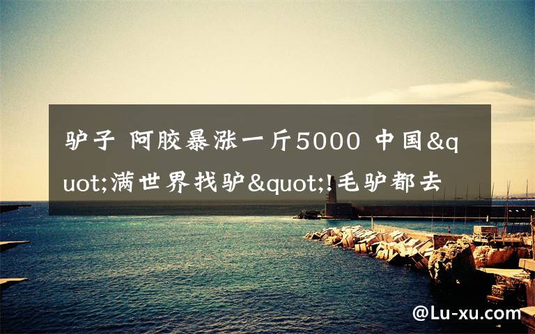 驴子 阿胶暴涨一斤5000 中国"满世界找驴"!毛驴都去哪儿了?