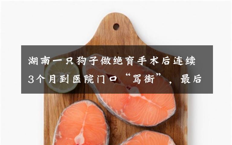 湖南一只狗子做绝育手术后连续3个月到医院门口“骂街”,最后医生无奈道歉,结局亮了。