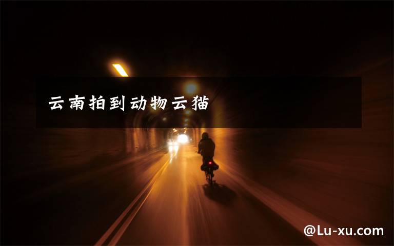 云南拍到动物云猫