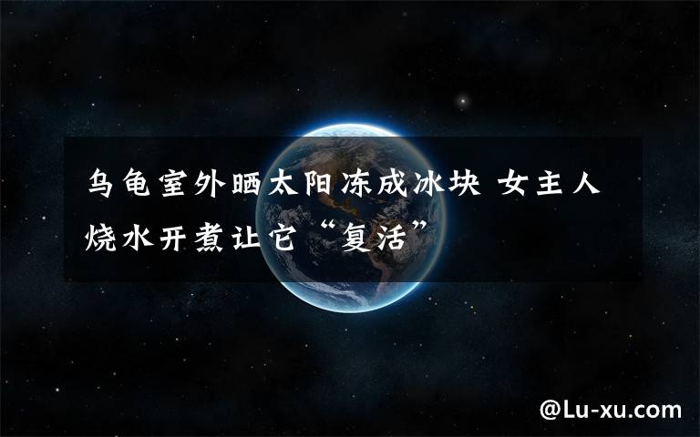 乌龟室外晒太阳冻成冰块 女主人烧水开煮让它“复活”