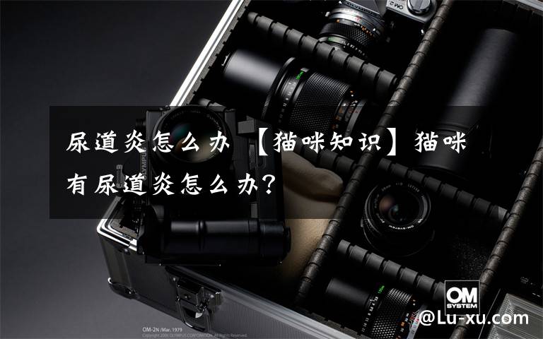 尿道炎怎么办 【猫咪知识】猫咪有尿道炎怎么办?