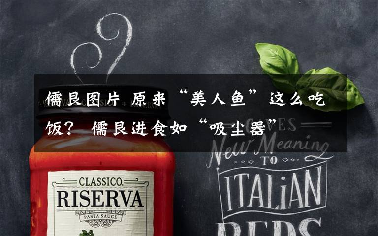 儒艮图片 原来“美人鱼”这么吃饭？ 儒艮进食如“吸尘器”