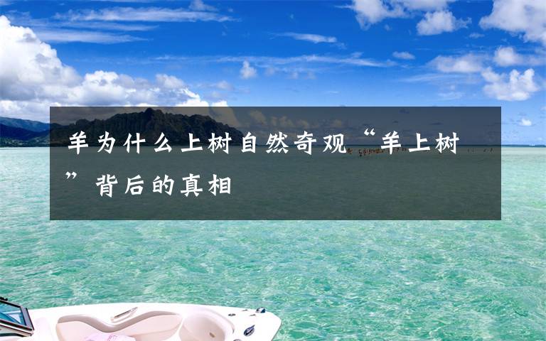 羊为什么上树自然奇观“羊上树”背后的真相