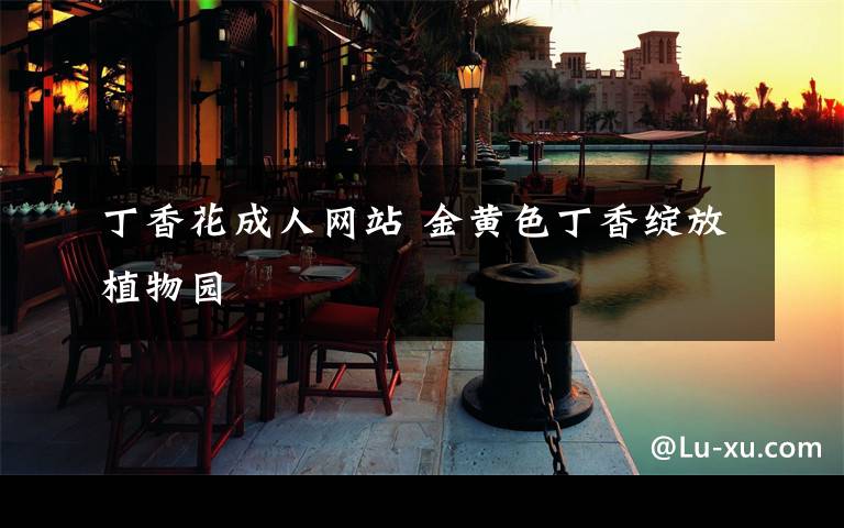 丁香花成人网站 金黄色丁香绽放植物园