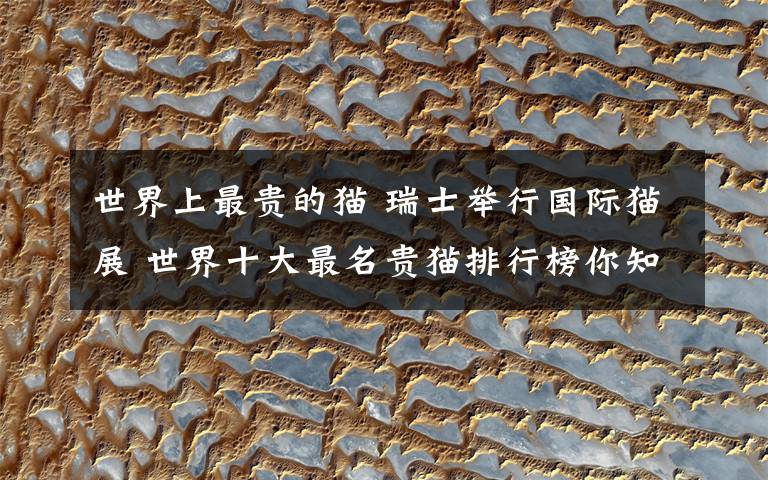 世界上最贵的猫 瑞士举行国际猫展 世界十大最名贵猫排行榜你知道几个?