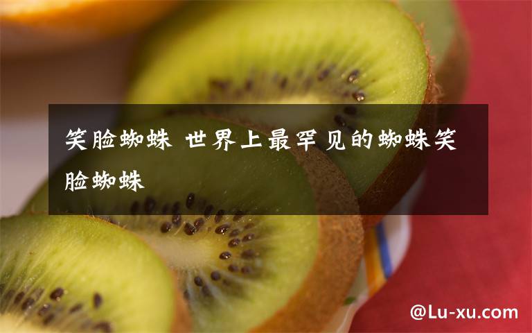 笑脸蜘蛛 世界上最罕见的蜘蛛笑脸蜘蛛