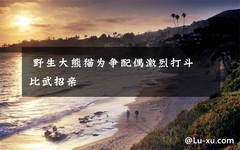 野生大熊猫为争配偶激烈打斗 比武招亲