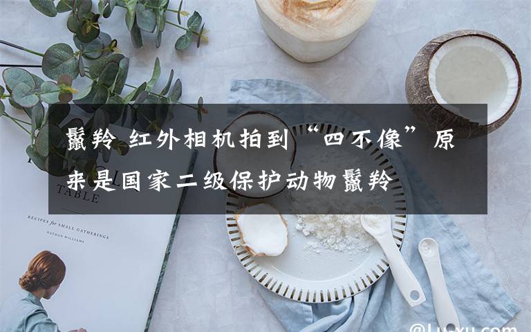 鬣羚 红外相机拍到“四不像”原来是国家二级保护动物鬣羚