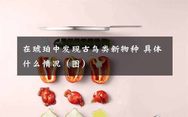 在琥珀中发现古鸟类新物种 具体什么情况（图）