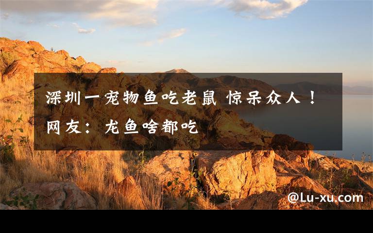 深圳一宠物鱼吃老鼠 惊呆众人!网友:龙鱼啥都吃