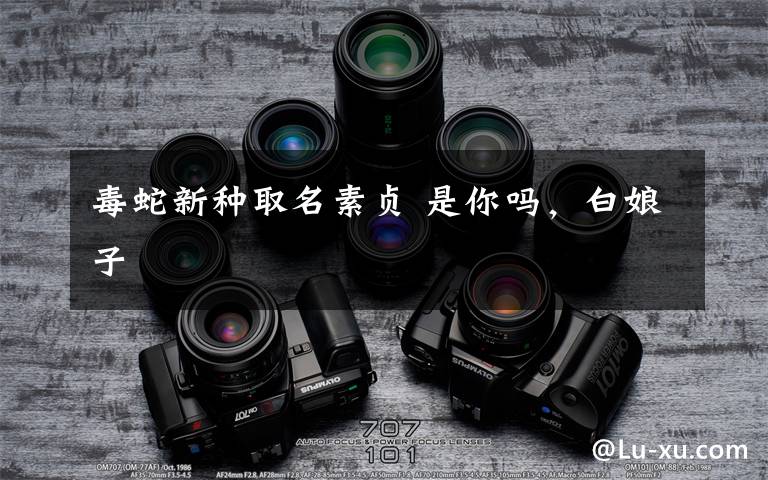 毒蛇新种取名素贞 是你吗，白娘子