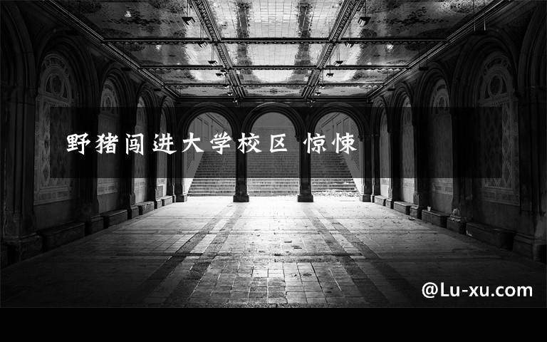 野猪闯进大学校区 惊悚