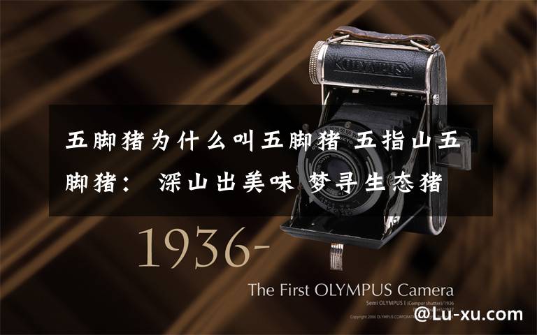 五脚猪为什么叫五脚猪 五指山五脚猪： 深山出美味 梦寻生态猪