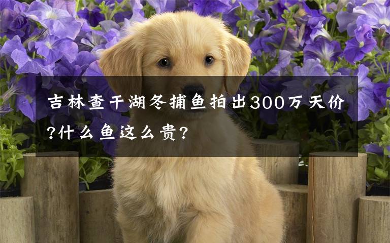 吉林查干湖冬捕鱼拍出300万天价?什么鱼这么贵?