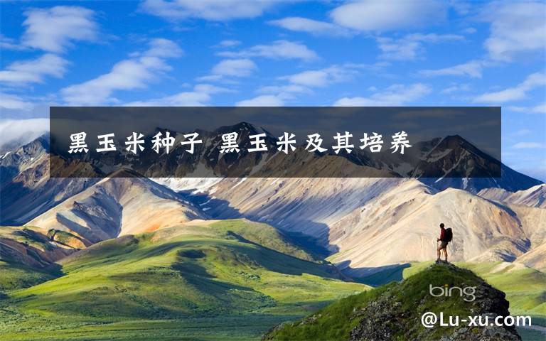 黑玉米种子 黑玉米及其培养