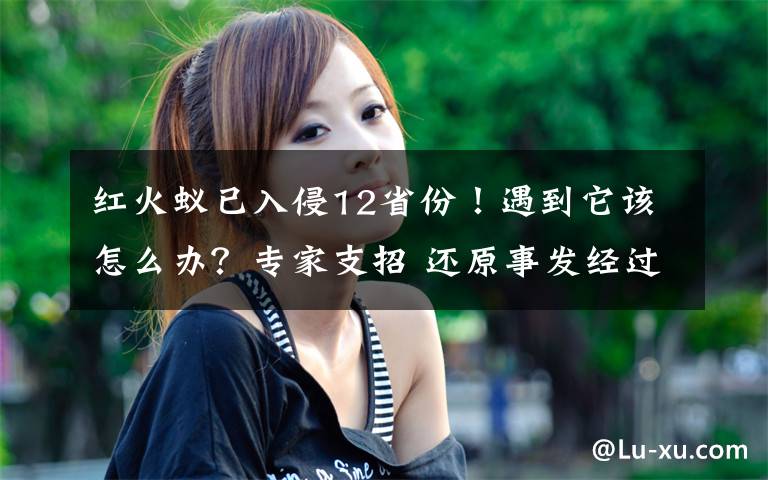 红火蚁已入侵12省份!遇到它该怎么办?专家支招 还原事发经过及背后真相!