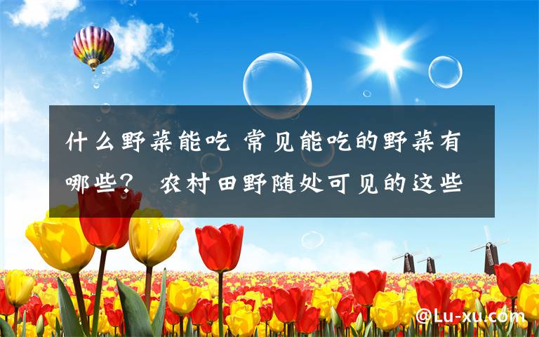 什么野菜能吃 常见能吃的野菜有哪些? 农村田野随处可见的这些美味错过了太可惜