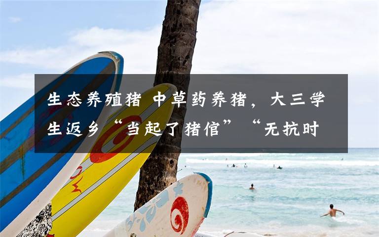 生态养殖猪 中草药养猪,大三学生返乡“当起了猪倌”“无抗时代”生态养殖大有可为
