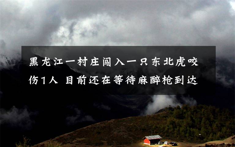 黑龙江一村庄闯入一只东北虎咬伤1人 目前还在等待麻醉枪到达现场 还原事发经过及背后原因!
