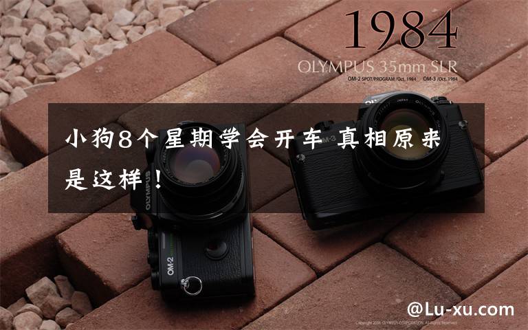 小狗8个星期学会开车 真相原来是这样!