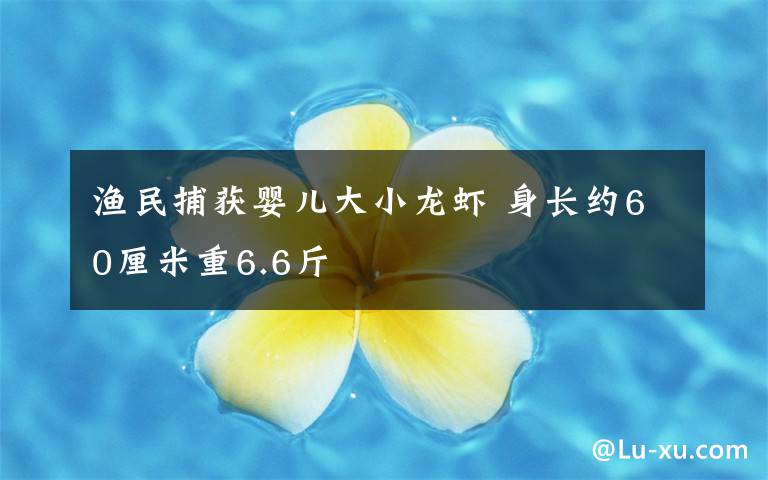 渔民捕获婴儿大小龙虾 身长约60厘米重6.6斤