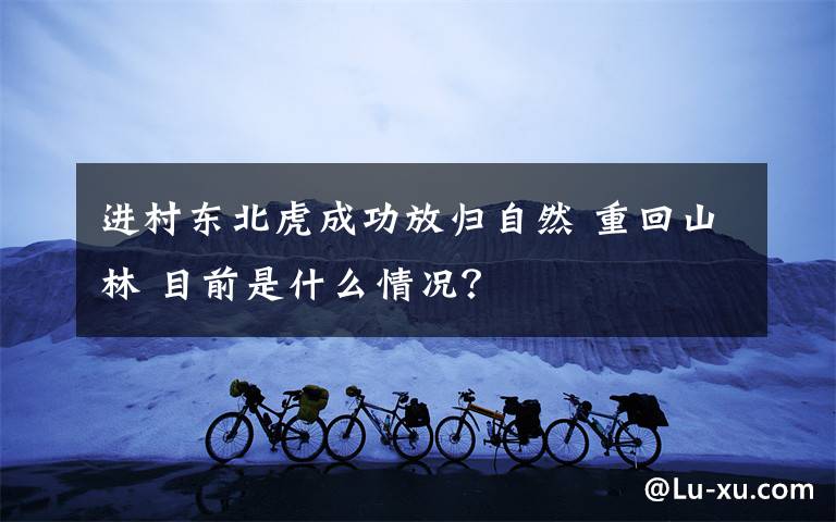 进村东北虎成功放归自然 重回山林 目前是什么情况?