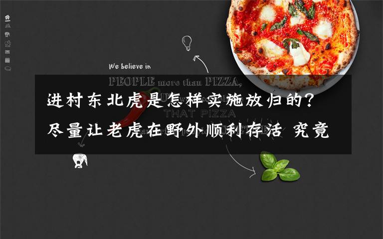 进村东北虎是怎样实施放归的？尽量让老虎在野外顺利存活 究竟是怎么一回事?