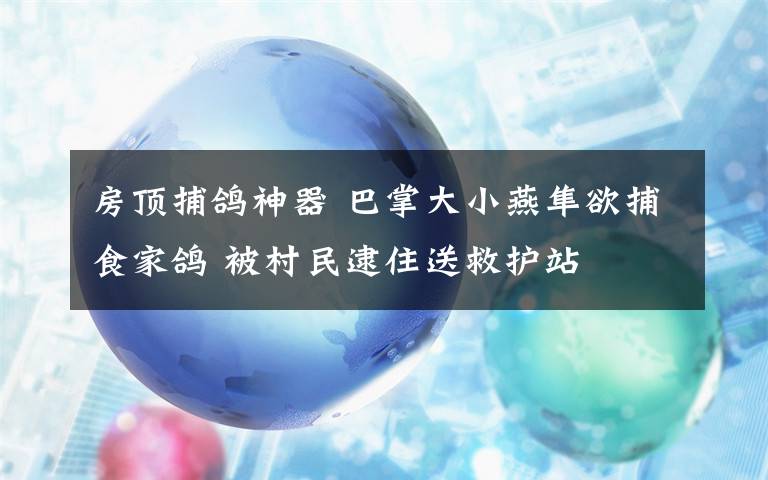 房顶捕鸽神器 巴掌大小燕隼欲捕食家鸽 被村民逮住送救护站