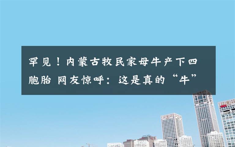 罕见!内蒙古牧民家母牛产下四胞胎 网友惊呼:这是真的“牛”
