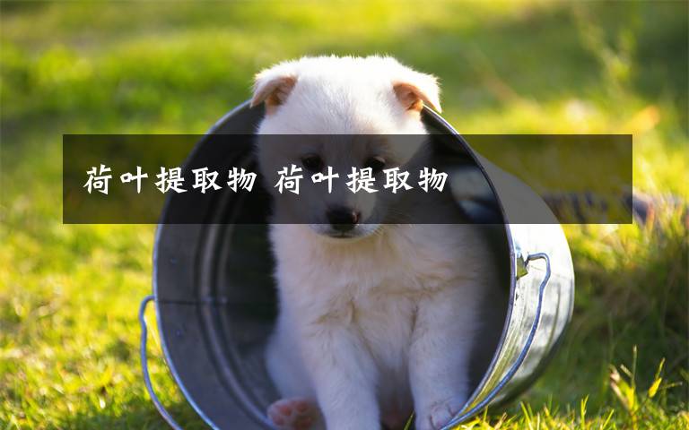 荷叶提取物 荷叶提取物