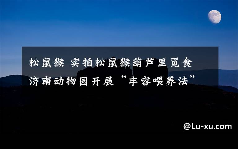 松鼠猴 实拍松鼠猴葫芦里觅食 济南动物园开展“丰容喂养法”