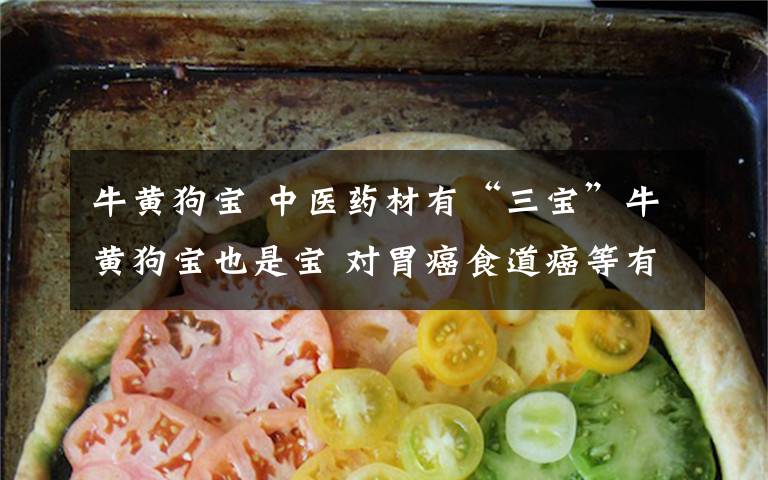 牛黄狗宝 中医药材有“三宝”牛黄狗宝也是宝 对胃癌食道癌等有疗效