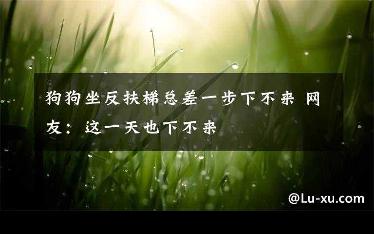 狗狗坐反扶梯总差一步下不来 网友:这一天也下不来