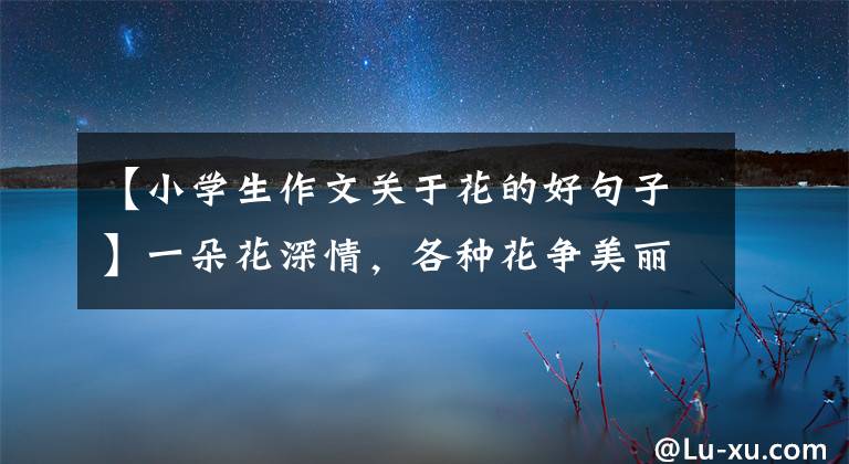 【小学生作文关于花的好句子】一朵花深情,各种花争美丽,万紫千红岁月好,有情,有爱,有快乐。(孔子、论语、爱情)