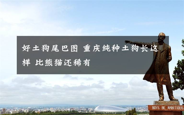 好土狗尾巴图 重庆纯种土狗长这样 比熊猫还稀有