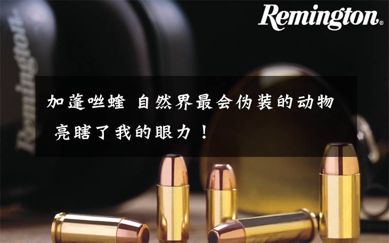 加蓬咝蝰 自然界最会伪装的动物 亮瞎了我的眼力!