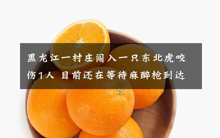 黑龙江一村庄闯入一只东北虎咬伤1人 目前还在等待麻醉枪到达现场 具体是啥情况?