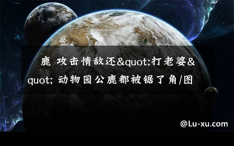 黇鹿 攻击情敌还"打老婆" 动物园公鹿都被锯了角/图