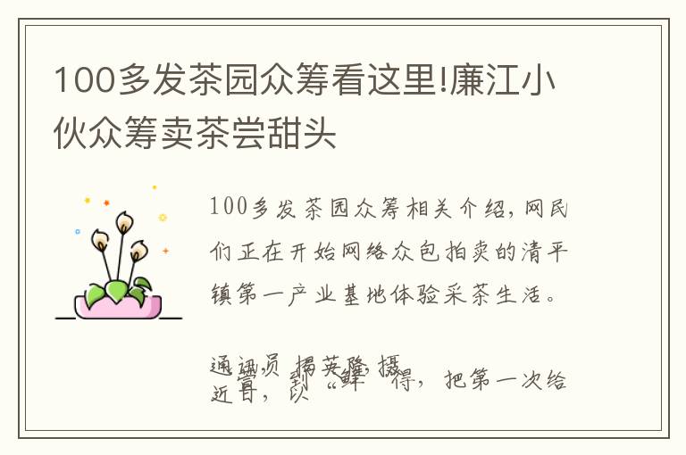 100多发茶园众筹看这里!廉江小伙众筹卖茶尝甜头