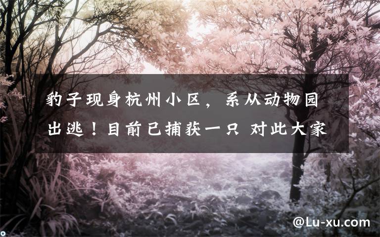 豹子现身杭州小区,系从动物园出逃!目前已捕获一只 对此大家怎么看?