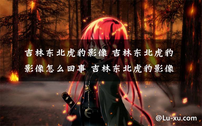 吉林东北虎豹影像 吉林东北虎豹影像怎么回事 吉林东北虎豹影像曝光实在太震惊了