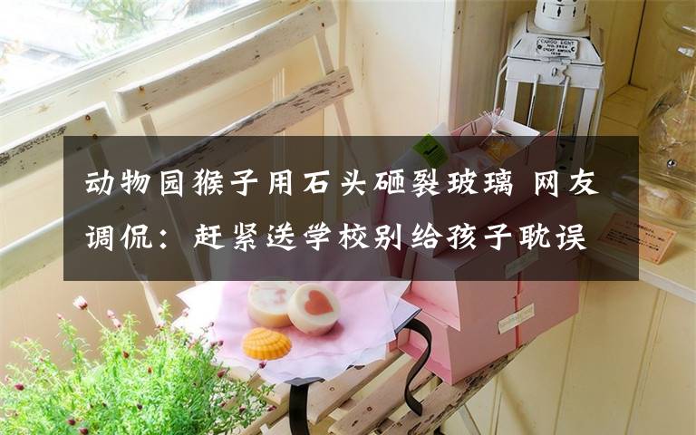 动物园猴子用石头砸裂玻璃 网友调侃:赶紧送学校别给孩子耽误了