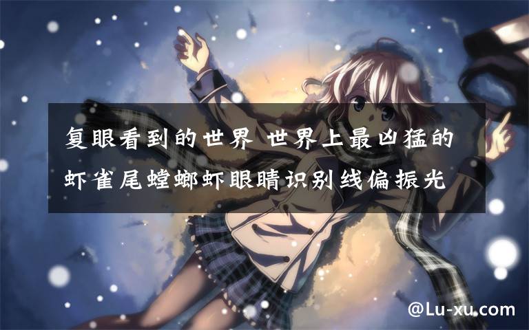 复眼看到的世界 世界上最凶猛的虾雀尾螳螂虾眼睛识别线偏振光