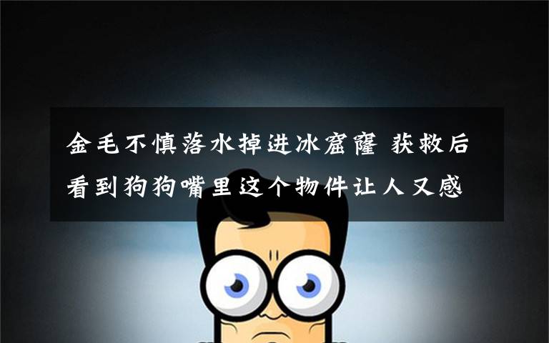 金毛不慎落水掉进冰窟窿 获救后看到狗狗嘴里这个物件让人又感动又心酸