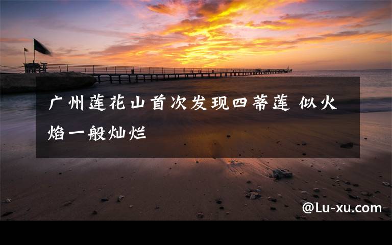 广州莲花山首次发现四蒂莲 似火焰一般灿烂