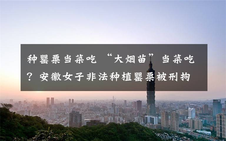种罂粟当菜吃 “大烟苗”当菜吃？安徽女子非法种植罂粟被刑拘！