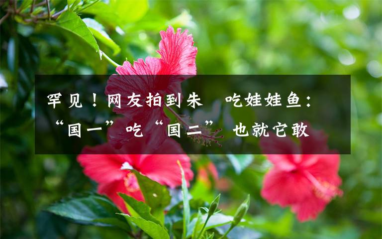 罕见!网友拍到朱鹮吃娃娃鱼:“国一”吃“国二” 也就它敢